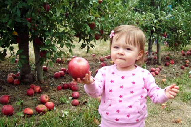 Apple Picking Fun